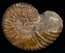 Thick Wide Mantelliceras Ammonite #6471-2